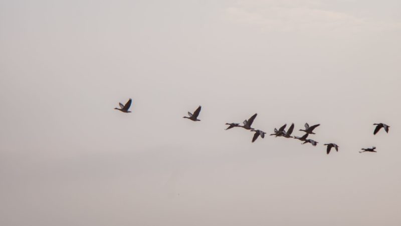 geese